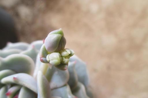 エケベリアの蕾 エケベリア,多肉植物,植物の写真素材