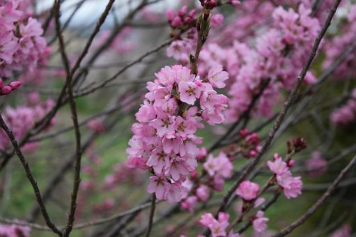 Sakura 12, JPG