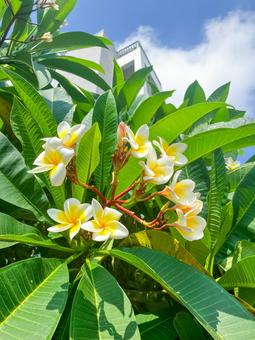 台湾 プルメリア 台湾 プルメリア 台湾,プルメリア,花の写真素材