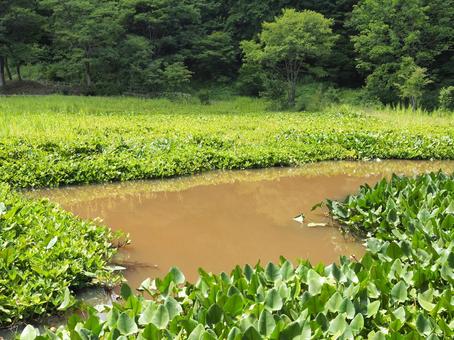 夏の景色67 夏の景色67 湿原,池,濁った水の写真素材