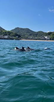 天草の野生のイルカ イルカ,野生,自然の写真素材