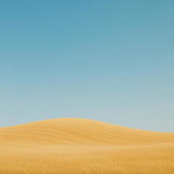 小麦畑 小麦畑の写真