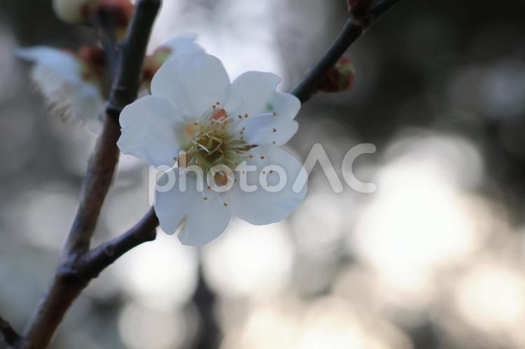 白梅の花　玉ぼけ 白梅,梅,花の写真素材