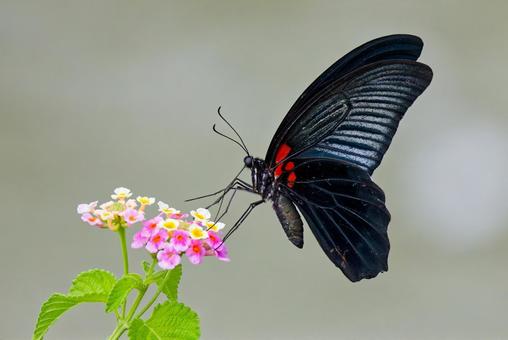 花に寄って来たナガサキアゲハの雄 花に寄って来たナガサキアゲハの雄 ナガサキアゲハ,長崎揚羽,オスの写真素材