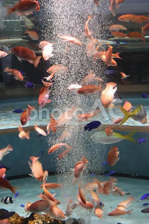 アクアリウムの宝石 生き物,魚,風景の写真素材