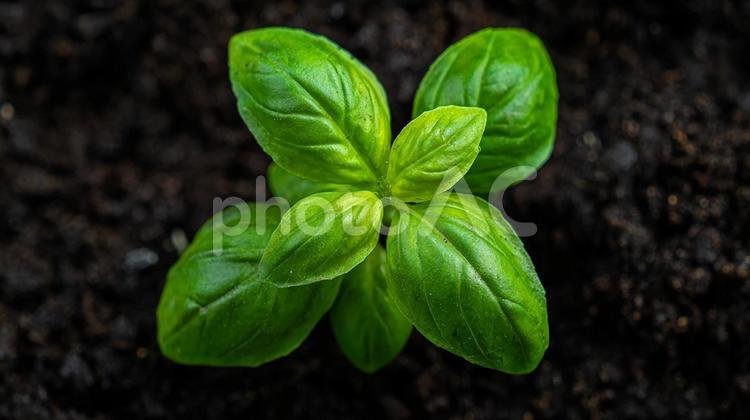 クローズアップで見る、成長中のバジルの葉 バジル,植物,葉の写真素材