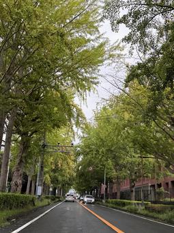 銀杏並木 銀杏並木の写真