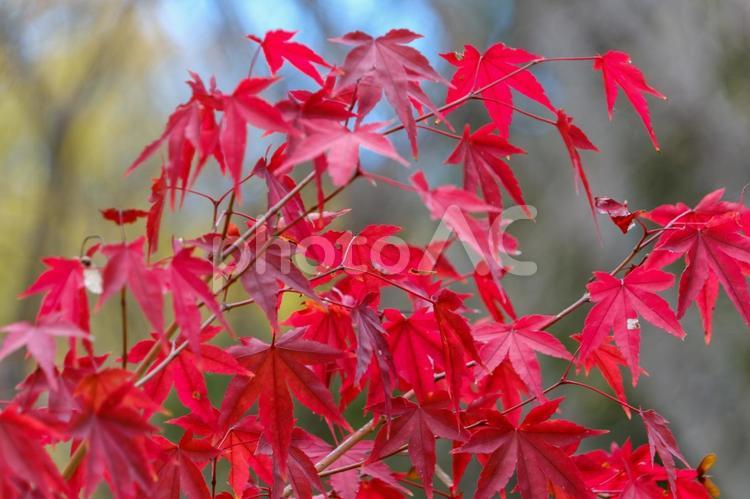 鮮やかに色づく秋のモミジ モミジ,紅葉,秋の写真素材