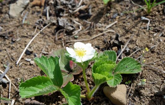 Photo, shirobana snake strawberry, white-billed snake strawberry, white, 