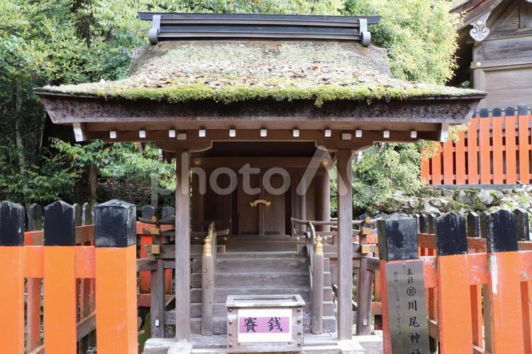 賀茂別雷神社（上賀茂神社）末社川尾神社 川尾神社,重要文化財,賀茂別雷神社の写真素材
