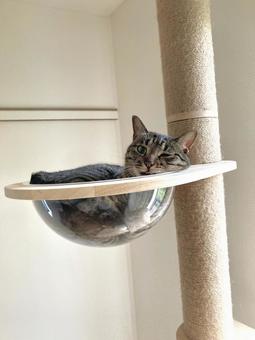 猫 猫 猫,ねこ,ネコの写真素材