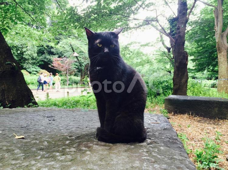 上野公園の黒い野良猫 野良猫,ねこ,黒猫の写真素材
