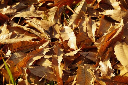 枯葉 葉,落葉,植物の写真素材