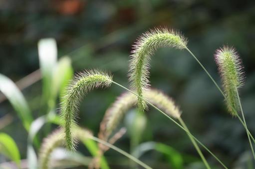 緑の猫じゃらしの写真