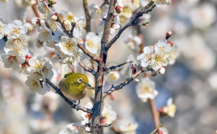 メジロと梅  メジロ,めじろ,目白の写真素材