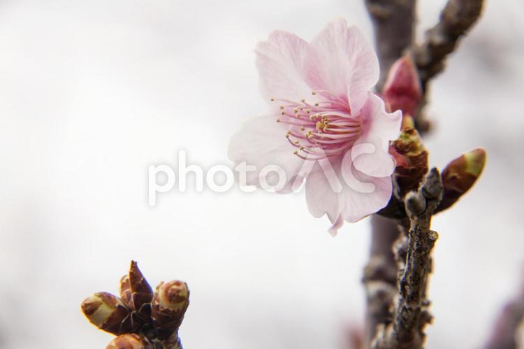 農業公園の桜1（田原市） サクラ,桜,花の写真素材