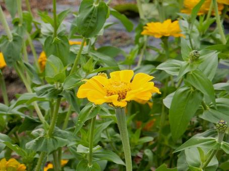 【花の写真】 ヒャクニチソウ（百日草） 百日草,ヒャクニチソウ,植物の写真素材
