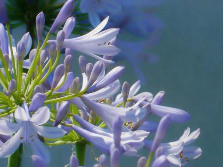 Photo, agapanthus, purple clam, blue, 