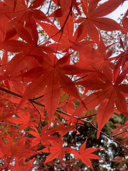紅葉の手 紅葉の手の写真