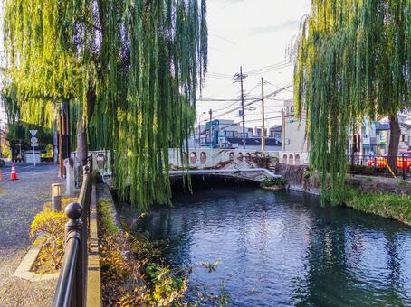 【群馬県】前橋市・広瀬川 広瀬川,小川,柳の写真素材