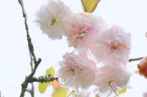 薄紅色の八重桜　普賢象 普賢象,桜,八重桜の写真素材