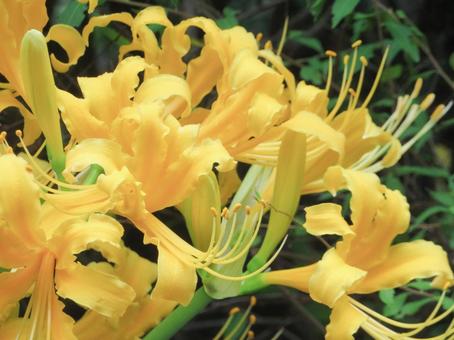 黄色の彼岸花の写真