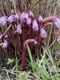 ナンバンギセル 04 南蛮煙管,ナンバンギセル,花の写真素材