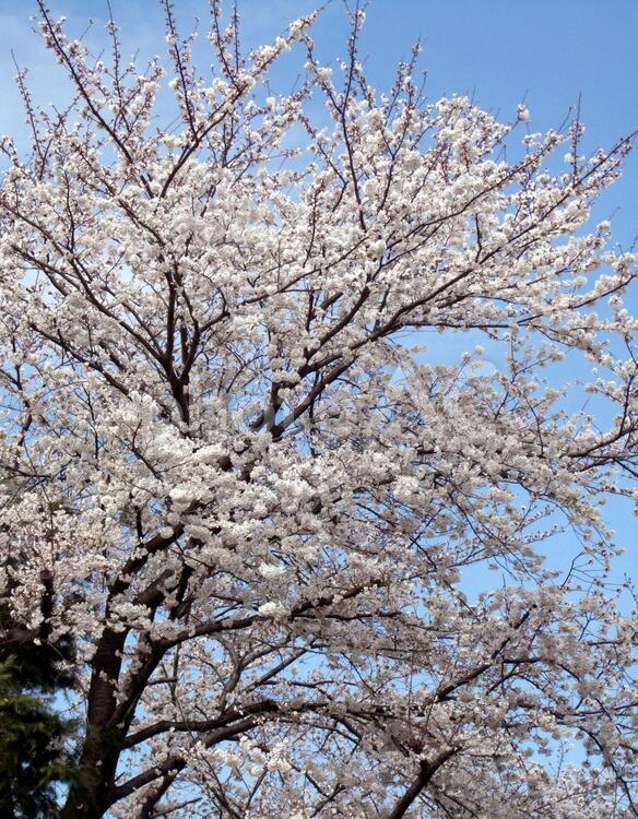 桜の木 桜,木,季節の写真素材