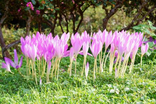 コルチカム コルチカム コルチカム,花,ピンクの写真素材