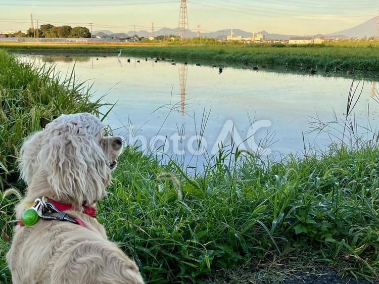 田舎のワンコ様子③ アメコカ,犬,夏の写真素材