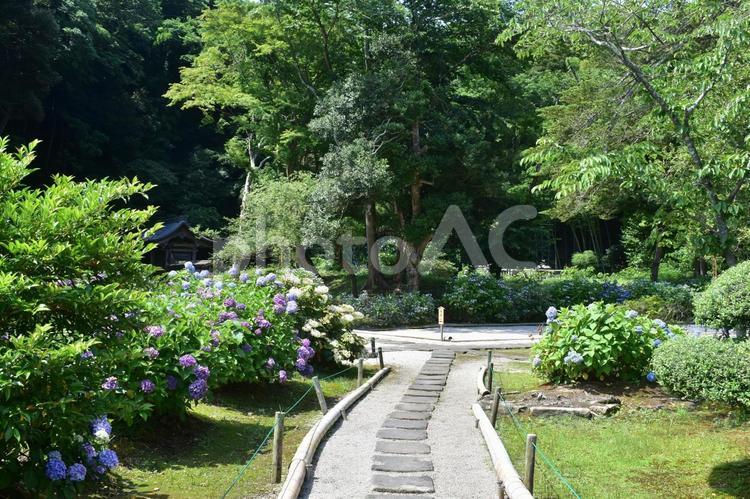 紫陽花　アジサイ　あじさい　梅雨　月照寺 紫陽花,あじさい,花の写真素材