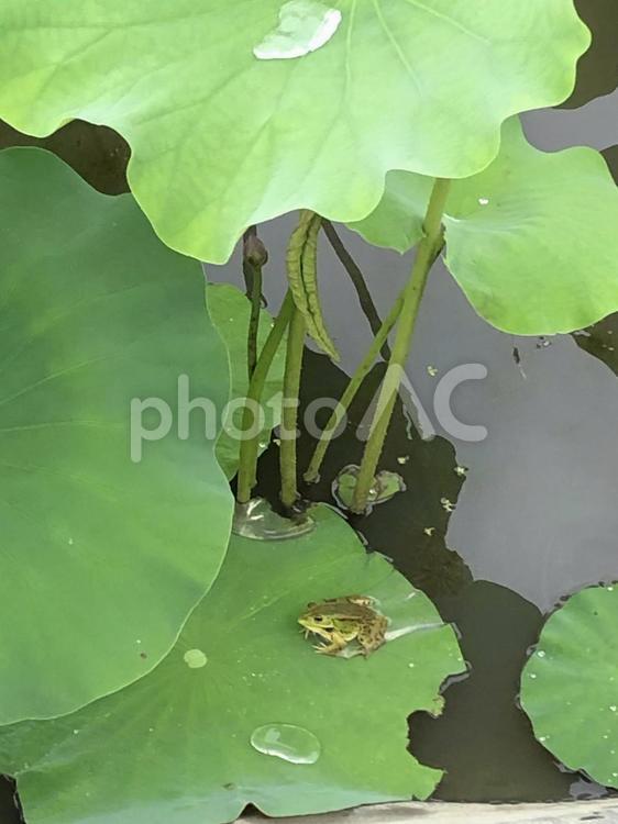 蓮の葉にのるカエル カエル,蛙,蓮池の写真素材