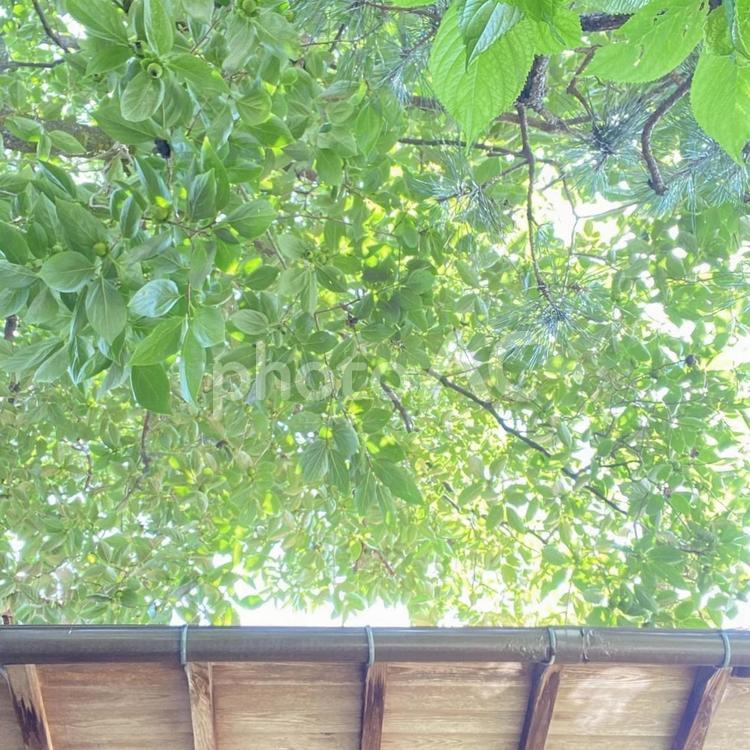 木漏れ日 新緑,グリーン背景,キラキラの写真素材