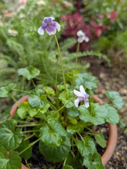 パンダスミレの花 スミレ,紫,白の写真素材