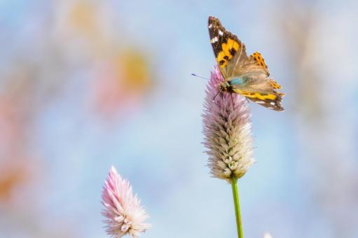 アカタテハ(52) アカタテハ(52) 蝶,アカタテハ,昆虫の写真素材