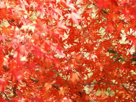 モミジ 自然,植物,風景の写真素材