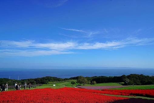 淡路島　あわじ花さじき83　サルビア 兵庫県,あわじ花さじき,サルビアの写真素材