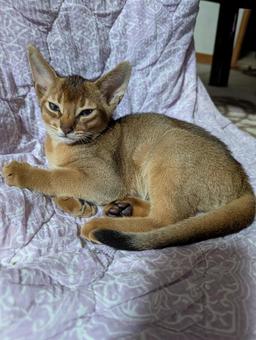 アビニシアン アビニシアン ネコ,猫,キャットの写真素材