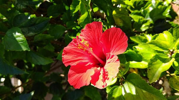 八丈島のハイビスカス ハイビスカス,八丈島,島の写真素材