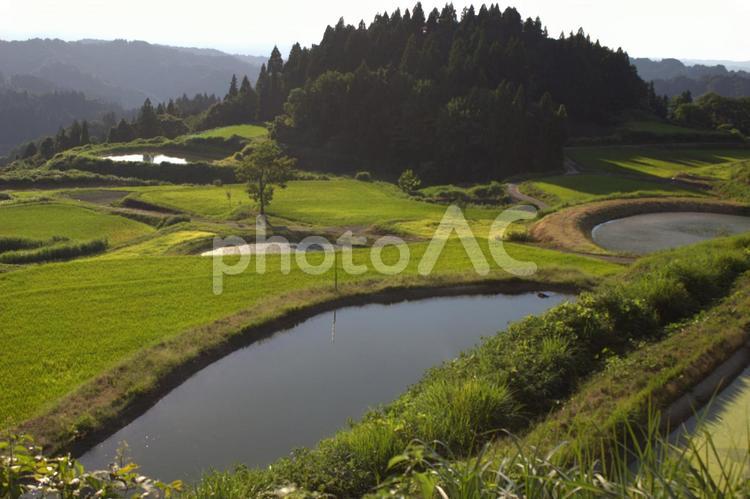 越後木沢　不動林と棚田 林,山,棚田の写真素材