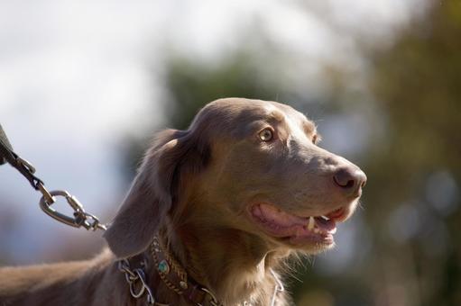 ワイマラナーのポートレート 犬,ワイマラナー,大型犬の写真素材