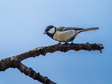 枝にとまるシジュウカラ シジュウカラ,野鳥,鳥の写真素材