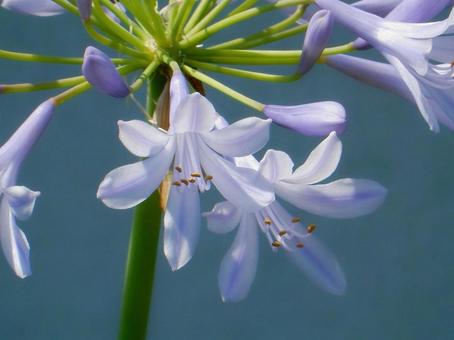 Photo, agapanthus, purple clam, blue, 