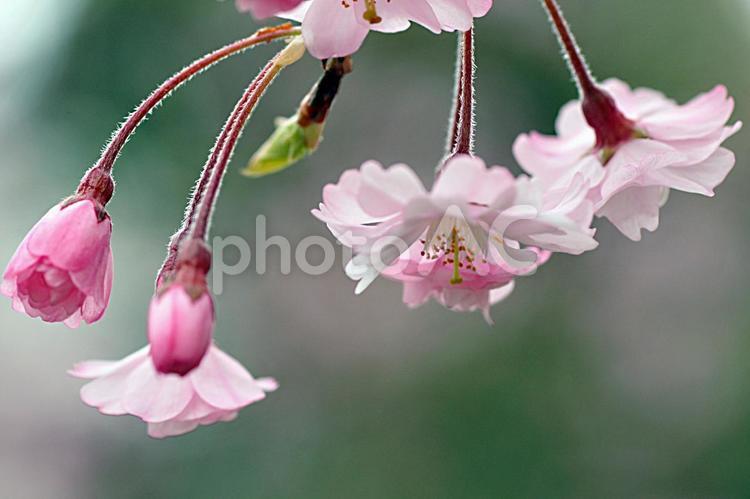 桜の季節 桜,春,春素材の写真素材
