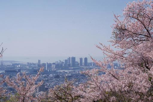 桜越しの町並み 桜越しの町並み 桜,春,神戸の写真素材
