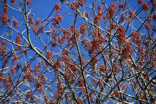 イイギリの赤い実 イイギリ,秋,赤の写真素材