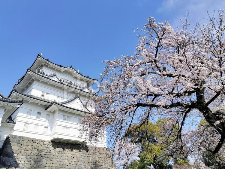 小田原城天守閣と桜 小田原城,天守閣,桜の写真素材