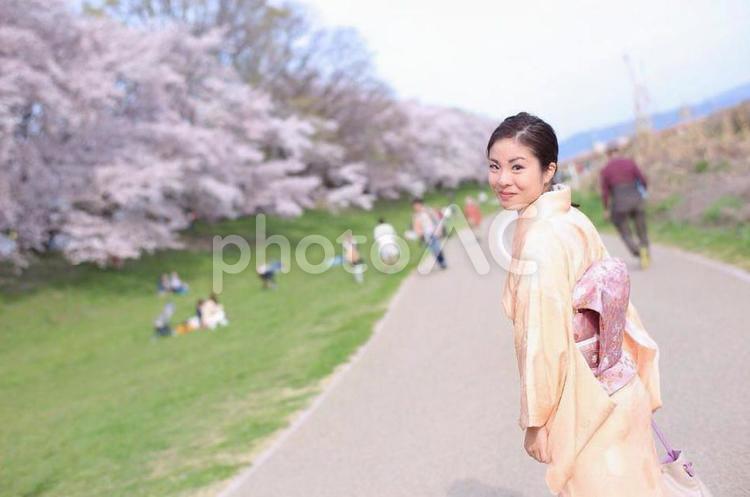 着物で桜並木道を歩く 桜,春,着物の写真素材