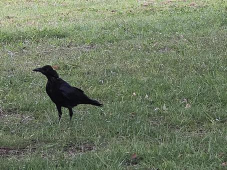 草場のカラス 草場のカラスの写真