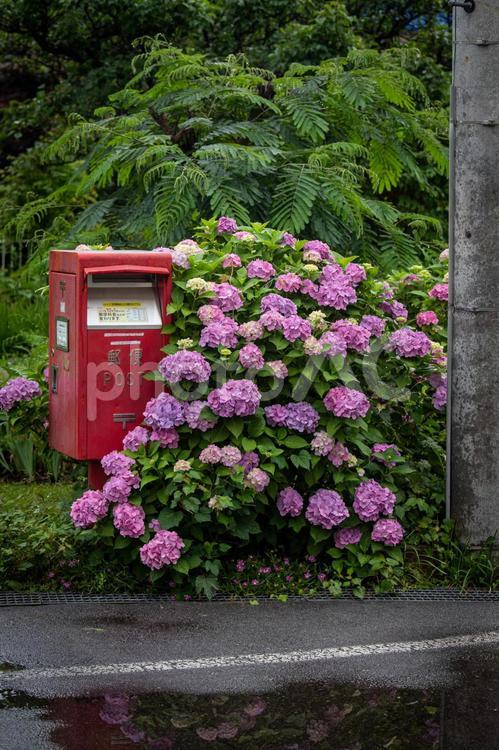 郵便ポストとアジサイの花 ピンク,紫陽花,庭の写真素材